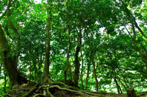 山林や別荘地をお持ちですか？の画像