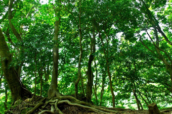 山林や別荘地をお持ちですか？の画像