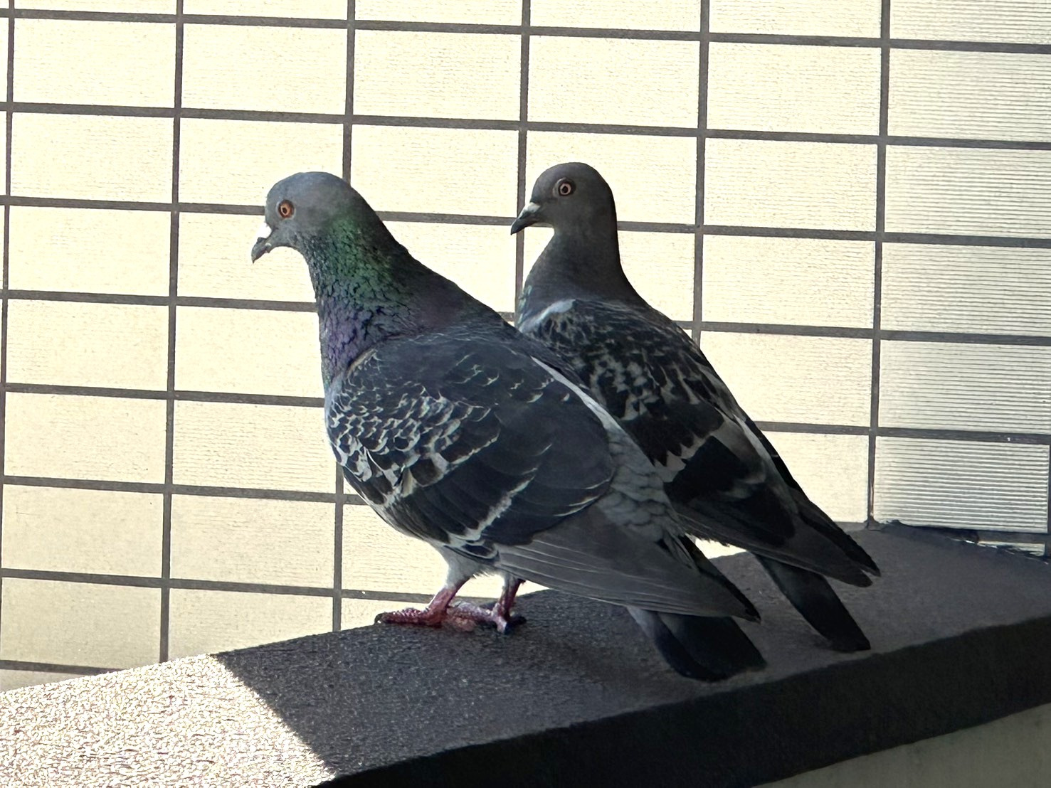 待ち合わせ?の画像