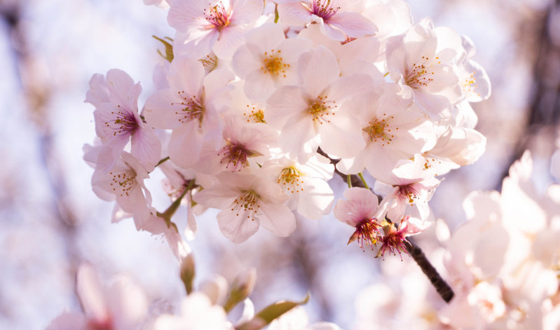 ◇4月に向けてのお部屋探しは時期が大切!◇の画像