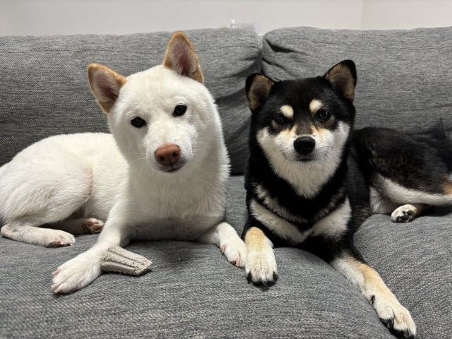 港区内のペット同伴可のホテルのご紹介の画像