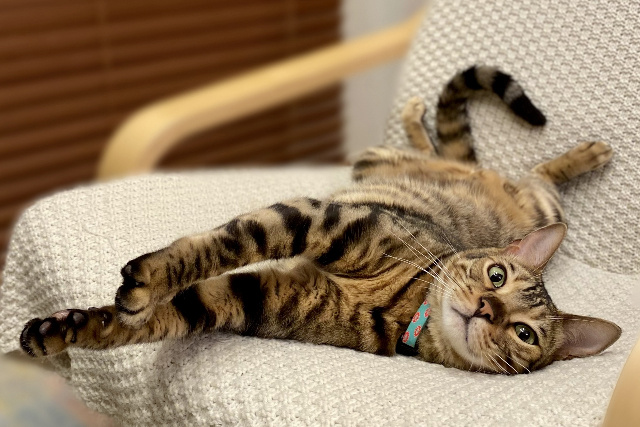 猫を飼っていると発生するにおいの対策