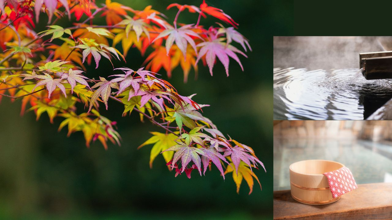 紅葉の季節の画像