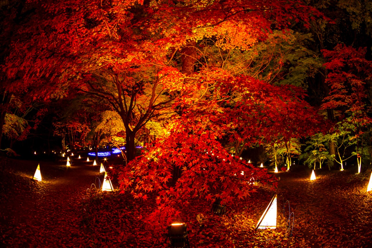 2025紅葉見ナイトのSTORY第2章とは？見どころや写真映え情報アクセスも紹介の画像