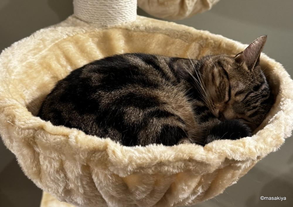 新しいキャットタワーの画像