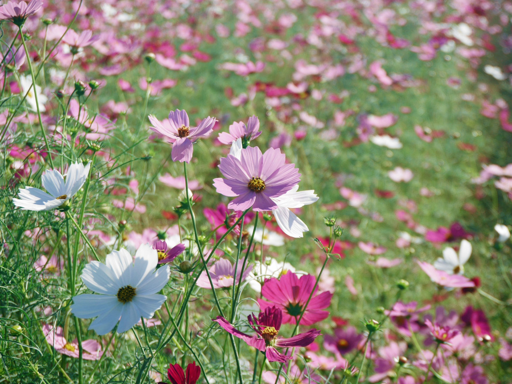 斑鳩に行って来ました♪の画像