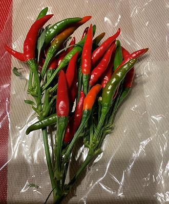 生唐辛子!!の画像