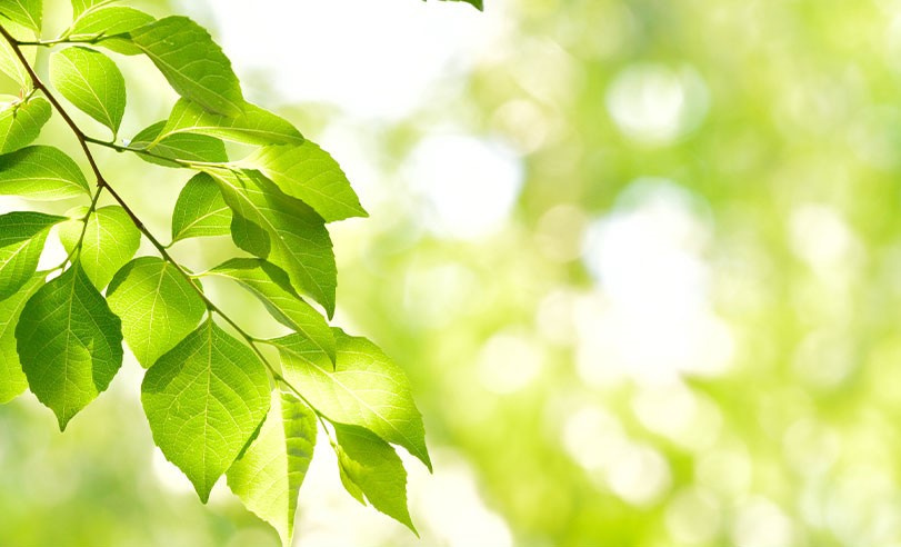 川崎市にある「川崎市立南河原小学校」の概要