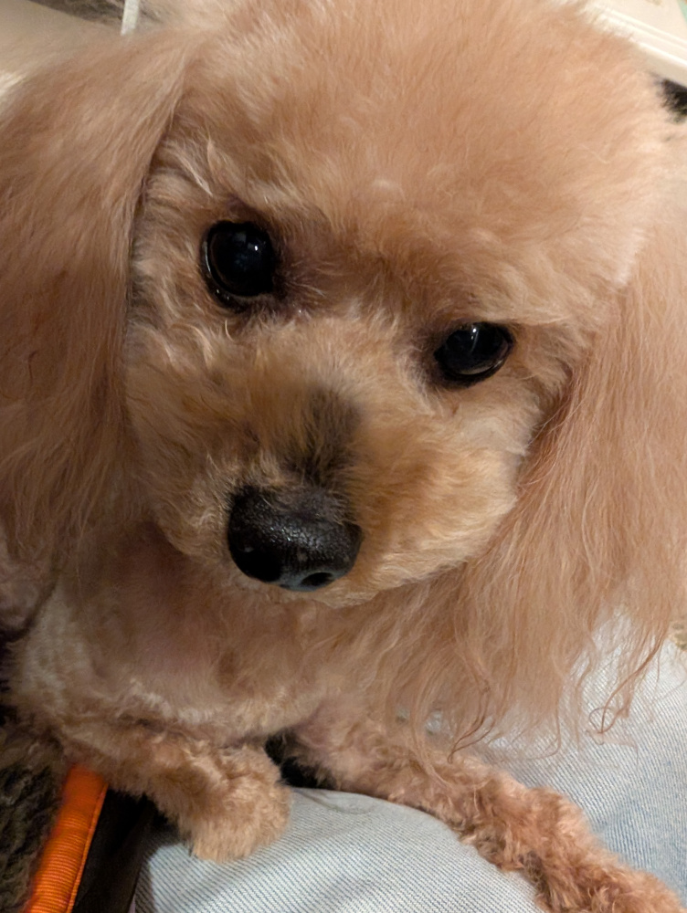 我が家の癒し。。。の画像