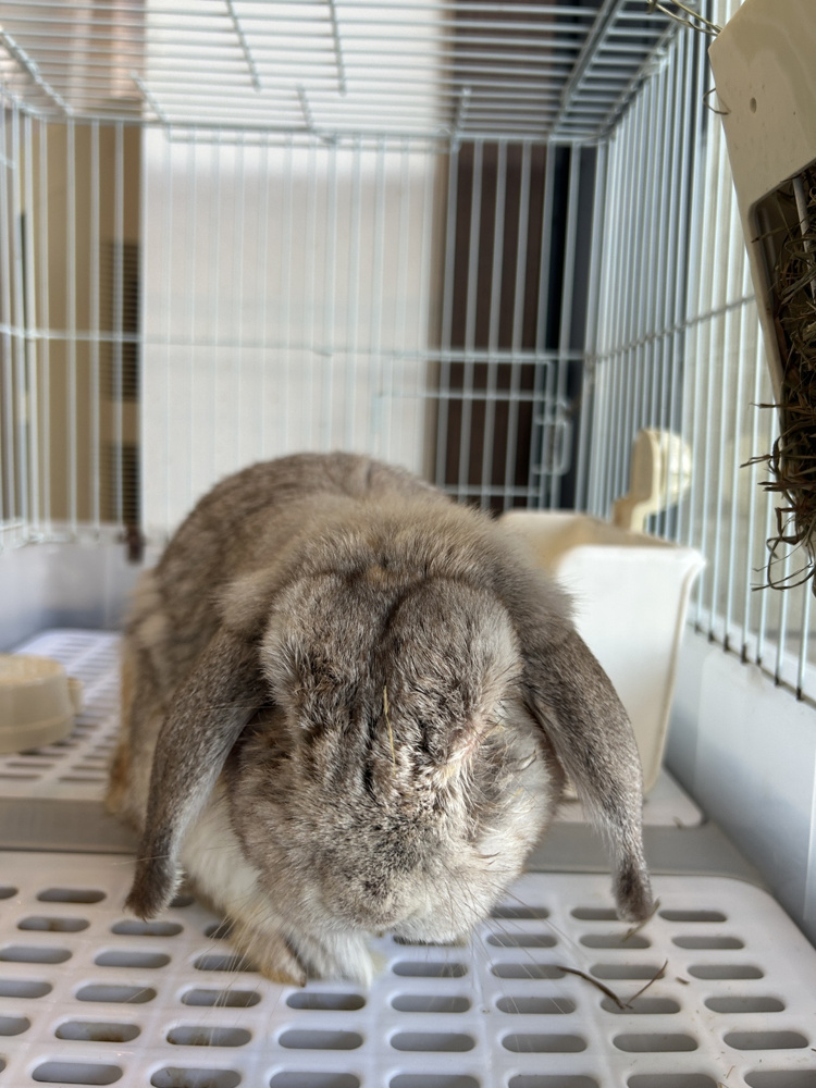 今日はポッキーの日！ちょこっとハッピーに✨の画像