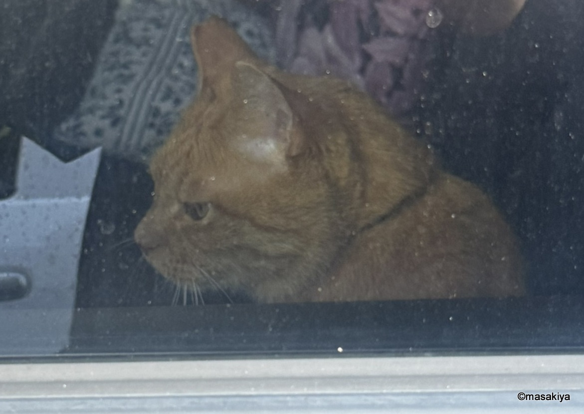 ドライブの画像