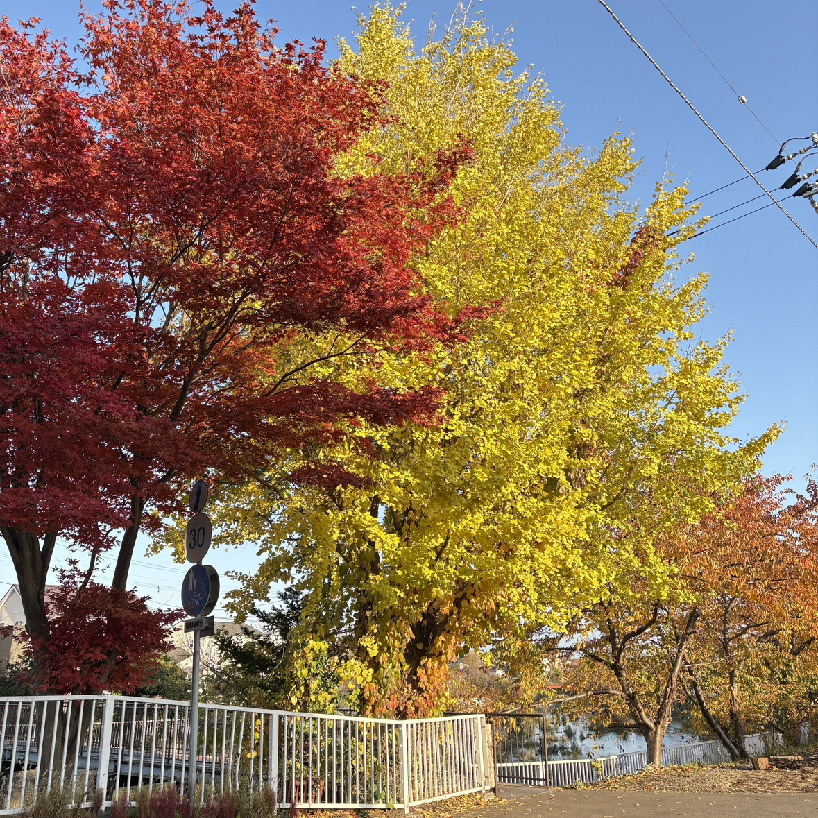 寒くなってきたけど・・秋ですね～～の画像