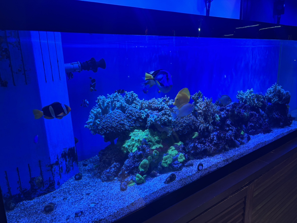 水槽がきれいになりました！の画像