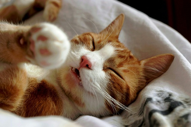 新築建売の不動産会社選び方は?失敗しないコツも紹介の画像