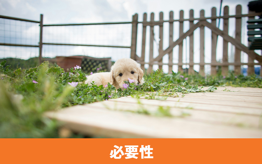 屋外犬小屋設置の必要性と快適性