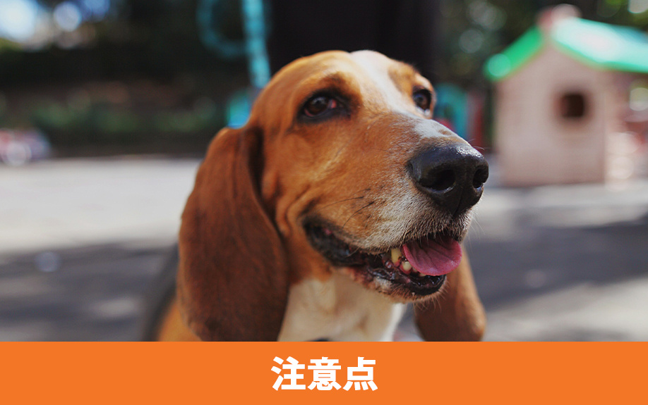 屋外犬小屋のDIY時の注意点と設置前ポイント