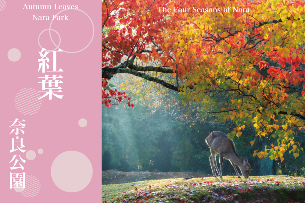 奈良公園で味わう、色づく秋の散歩時間の画像