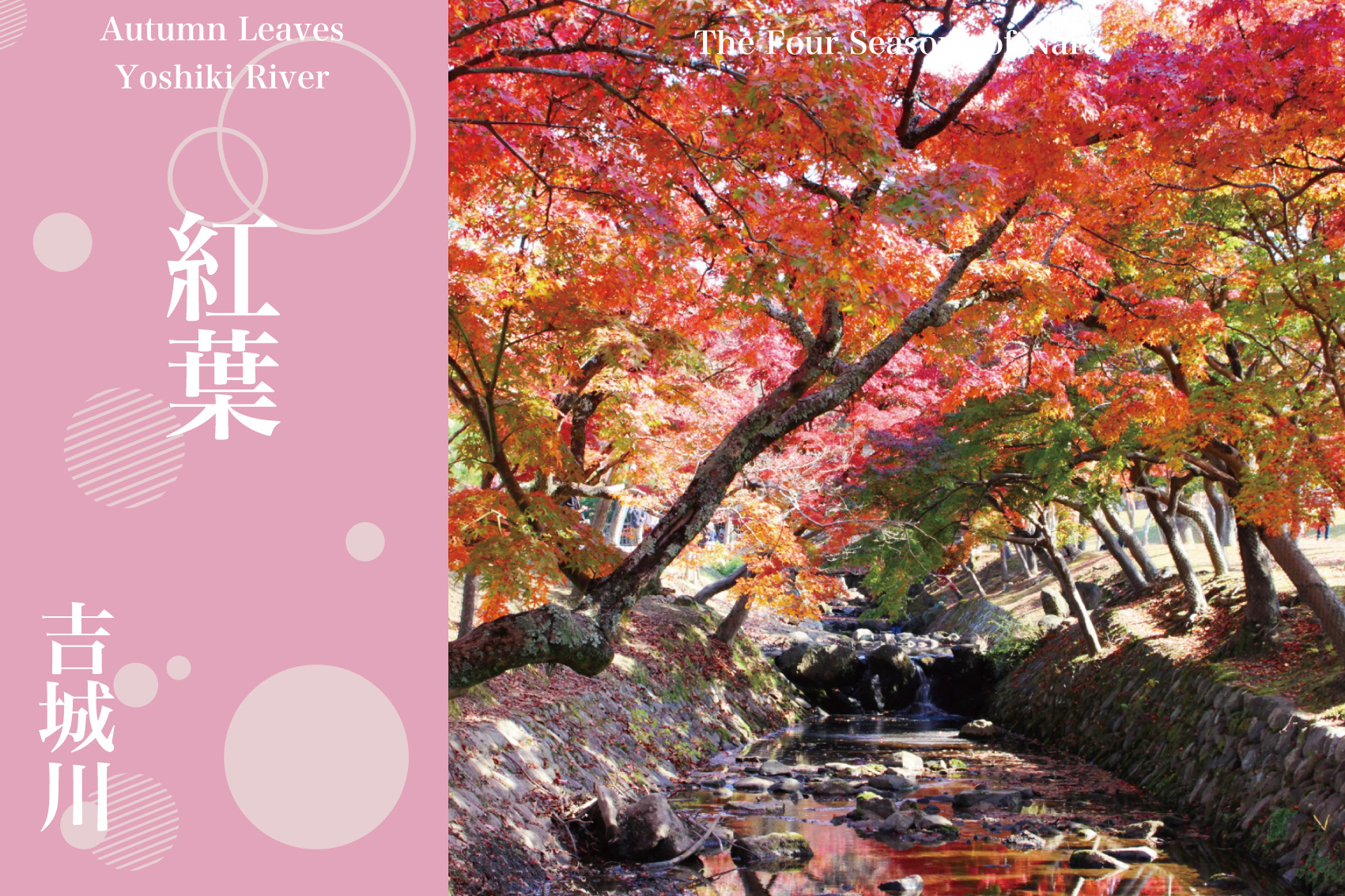 吉城川で出会う、静けさに染まる奈良公園の紅葉散歩の画像