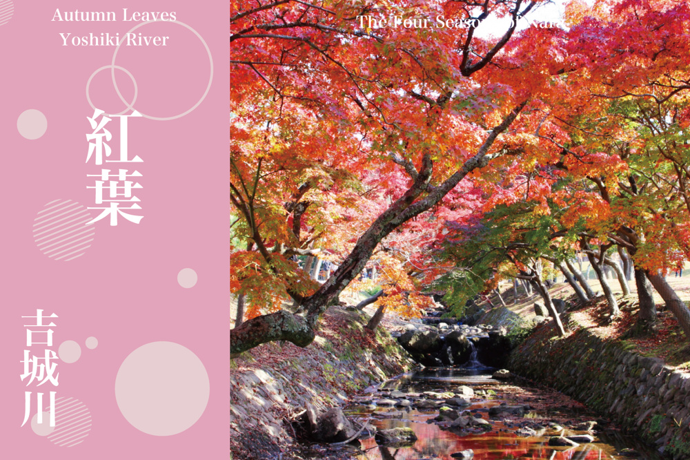 吉城川で出会う、静けさに染まる奈良公園の紅葉散歩の画像