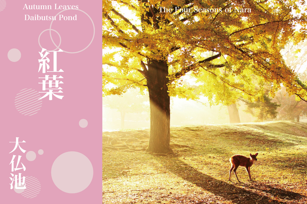 黄金色に染まる大仏池──奈良公園で出会う圧巻のイチョウ景色の画像