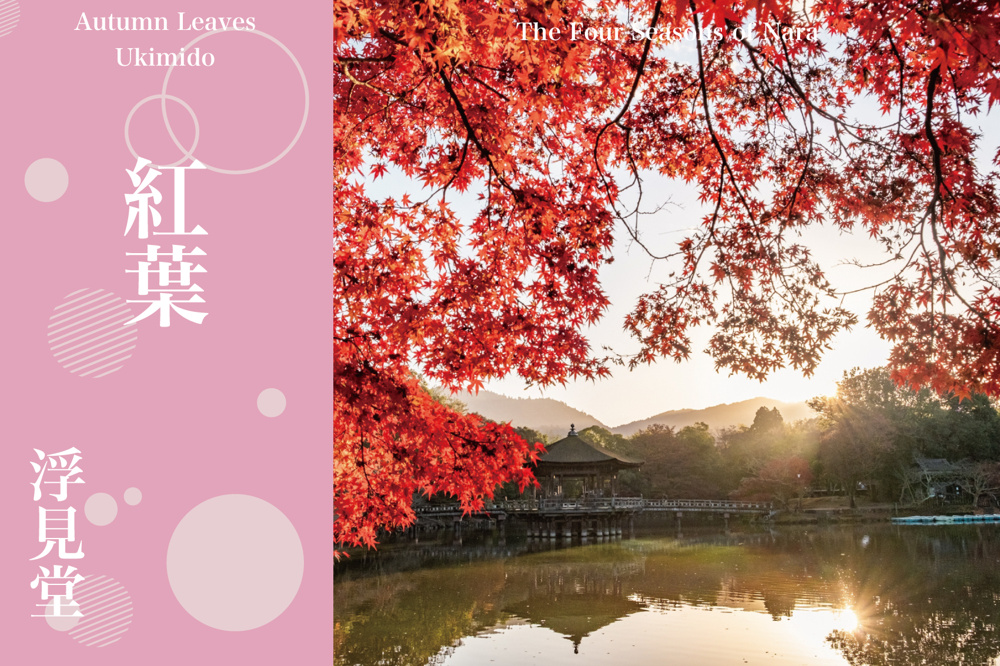 湖面に浮かぶ秋色の舞台──浮見堂で味わう静寂の紅葉時間の画像