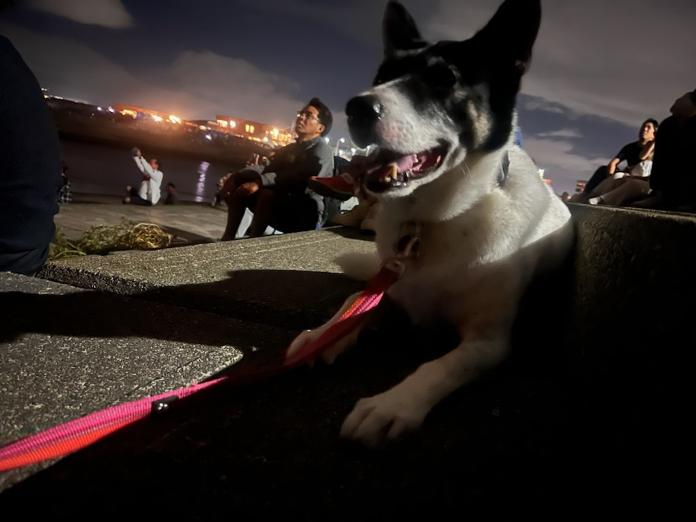 江の島花火大会だワンの画像