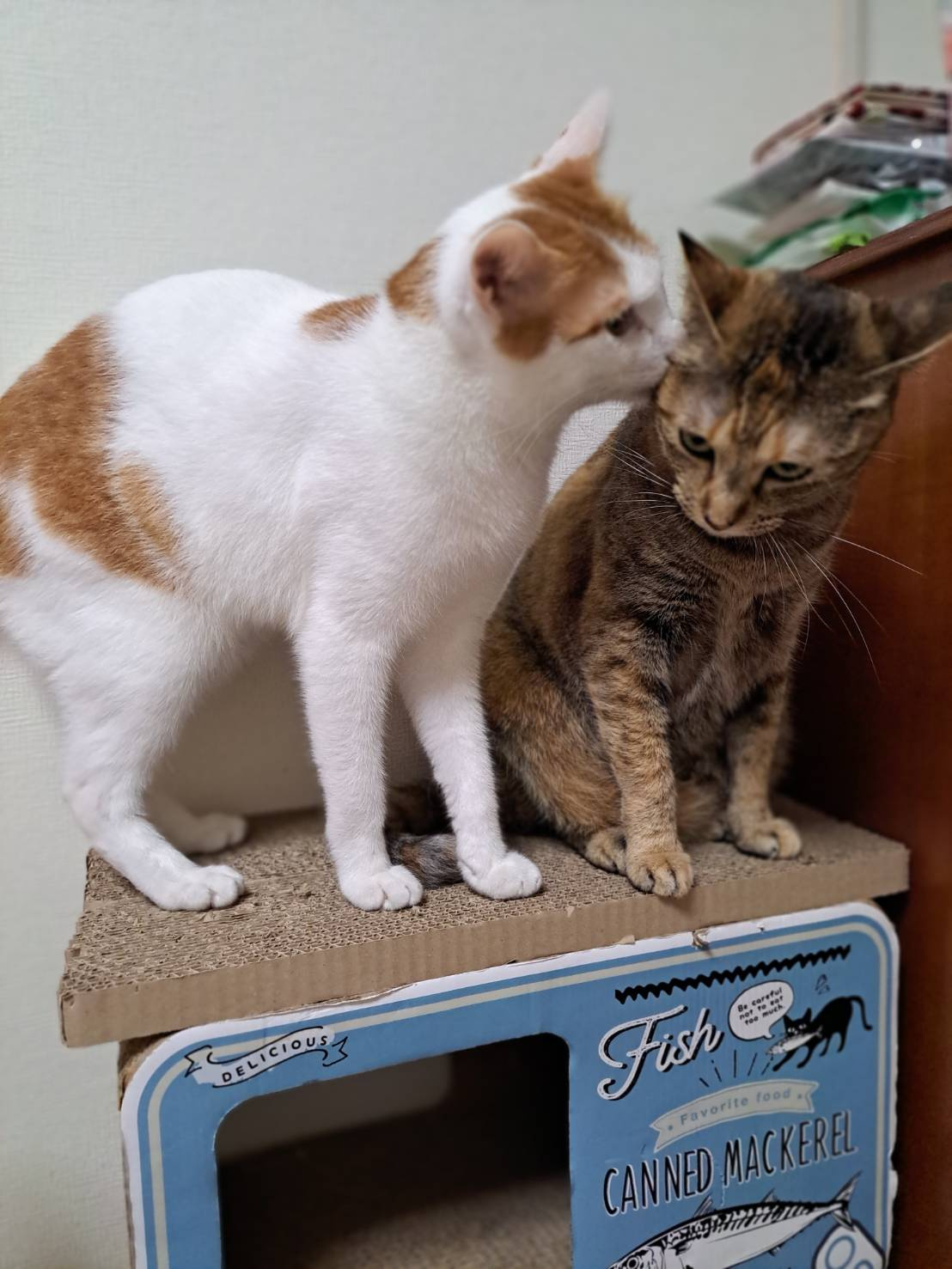 本日のネコ♪の画像