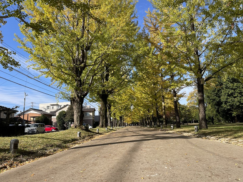 紅葉情報！学びの森プロムナードイチョウ並木の画像