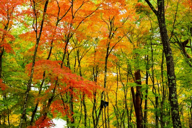 立冬の画像