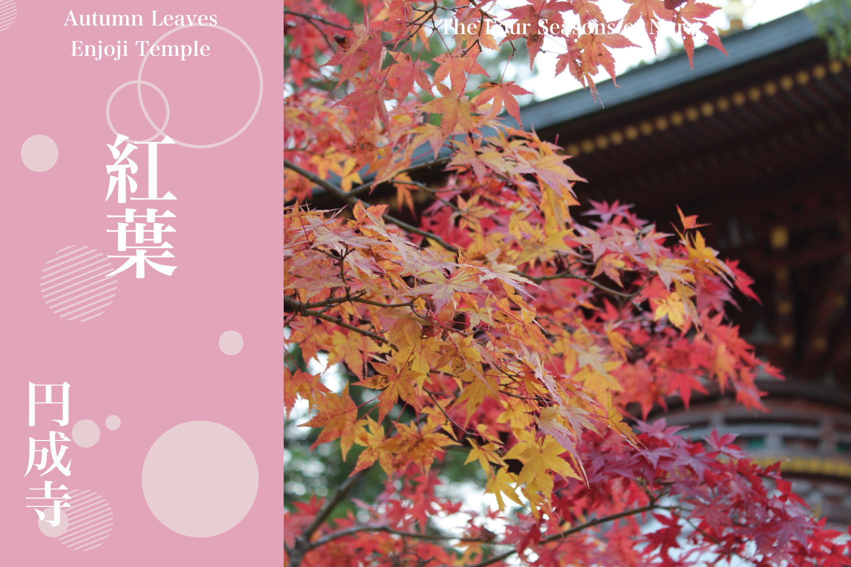 静寂に包まれる山寺の秋──円成寺で出会う“深い赤”の紅葉美の画像