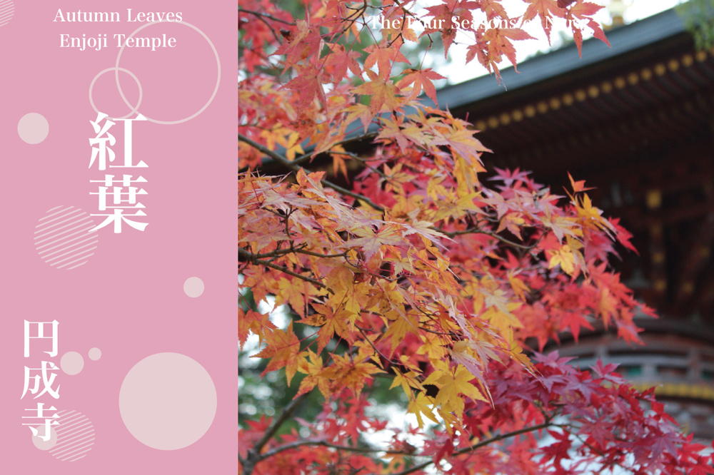 静寂に包まれる山寺の秋──円成寺で出会う“深い赤”の紅葉美の画像