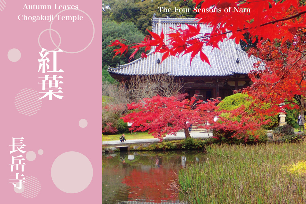 山門を彩る深紅の秋──長岳寺で味わう静けさの紅葉散歩の画像