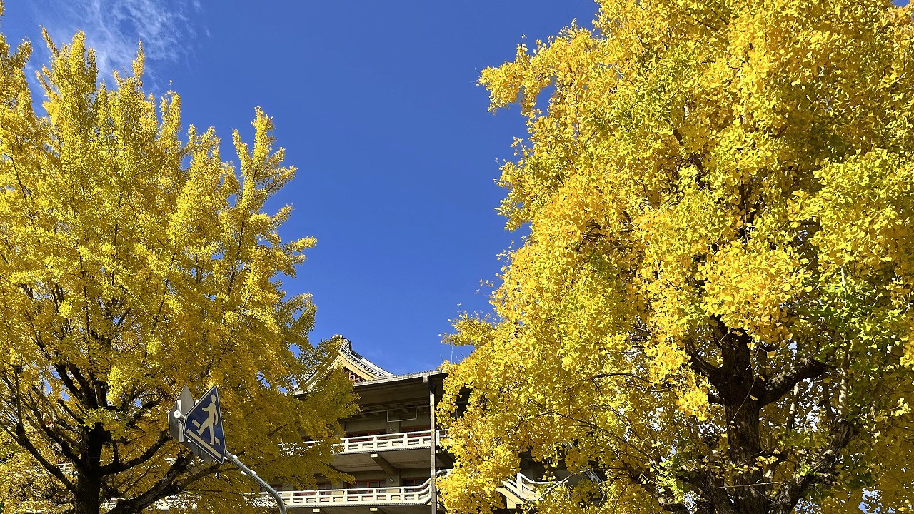 黄金の一本道──天理市を彩る銀杏並木の黄葉散歩の画像