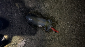 イカがお過ごしでしょうか？の画像