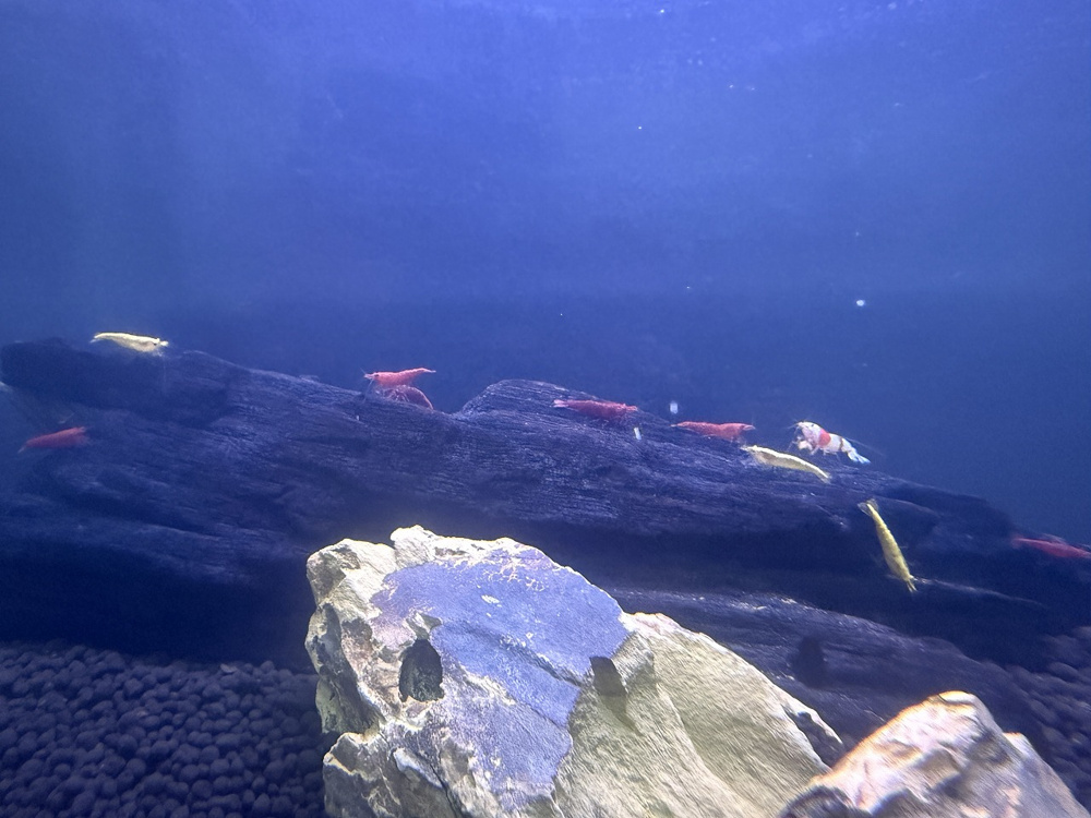 エビちゃん。の画像