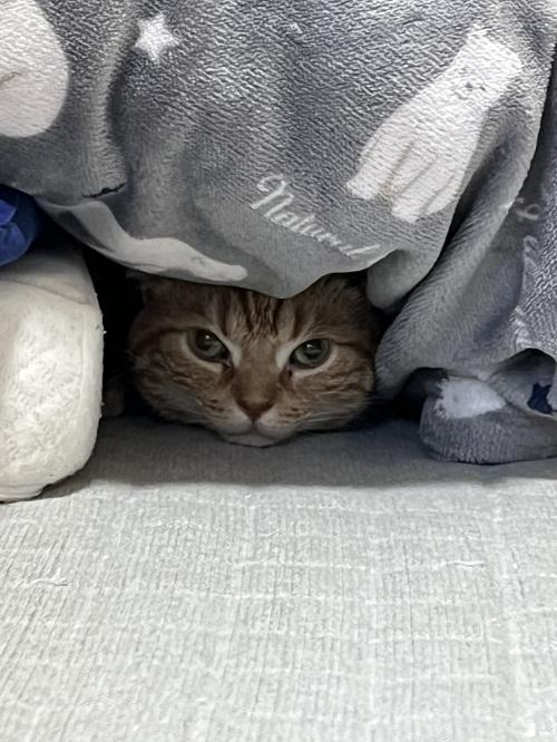 我が家の・・・の画像