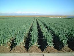 深谷ネギの特徴を知っていますか冬に人気の料理や美味しい食べ方レシピも紹介の画像