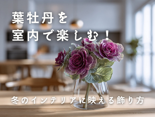 葉牡丹を室内で楽しむ！冬のインテリアに映える飾り方の画像