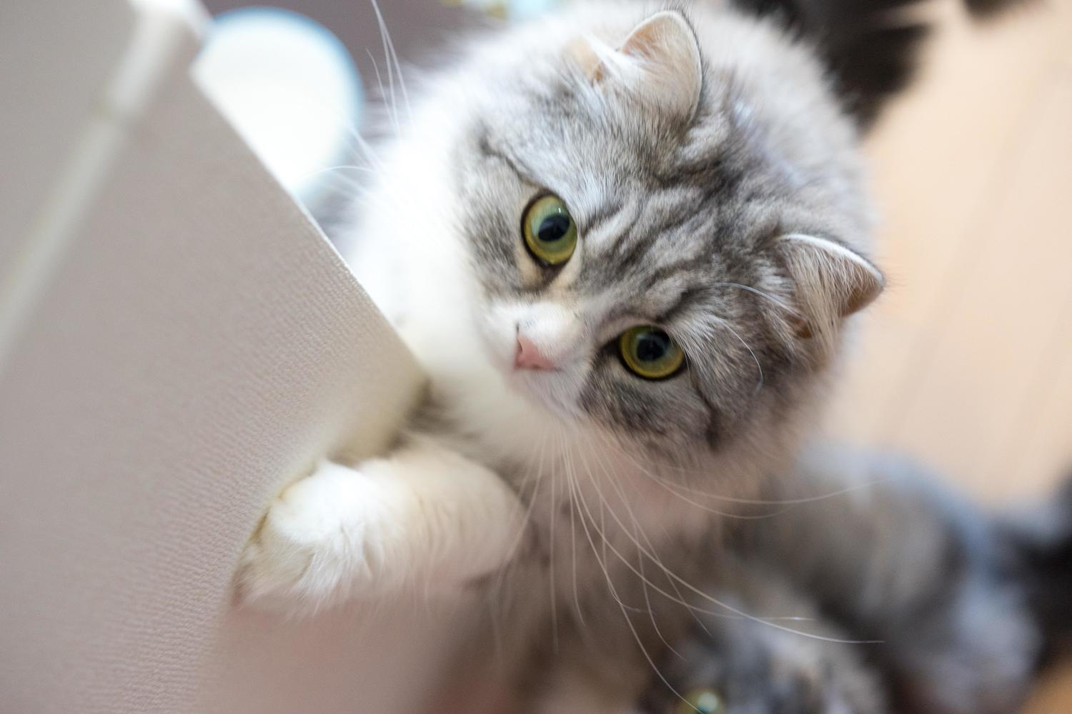 ひたちなか市で犬や猫と暮らせる賃貸はある？OK物件の探し方や注意点を紹介の画像
