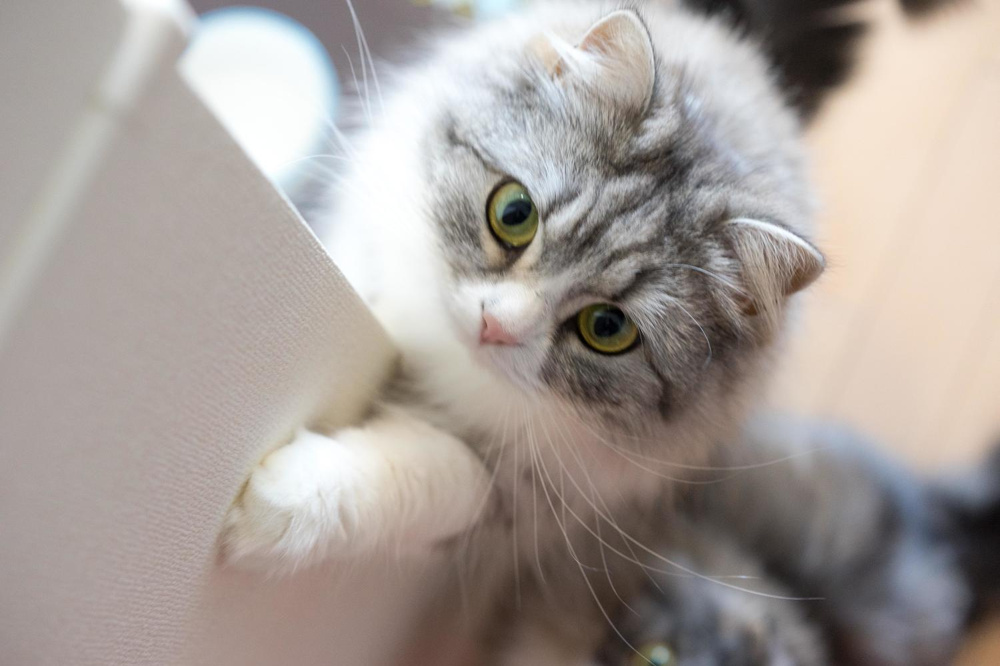 ひたちなか市で犬や猫と暮らせる賃貸はある？OK物件の探し方や注意点を紹介の画像