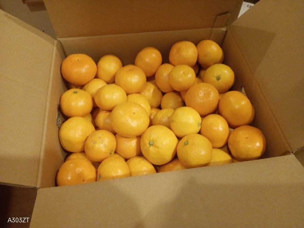 おいしい有田みかん！！の画像