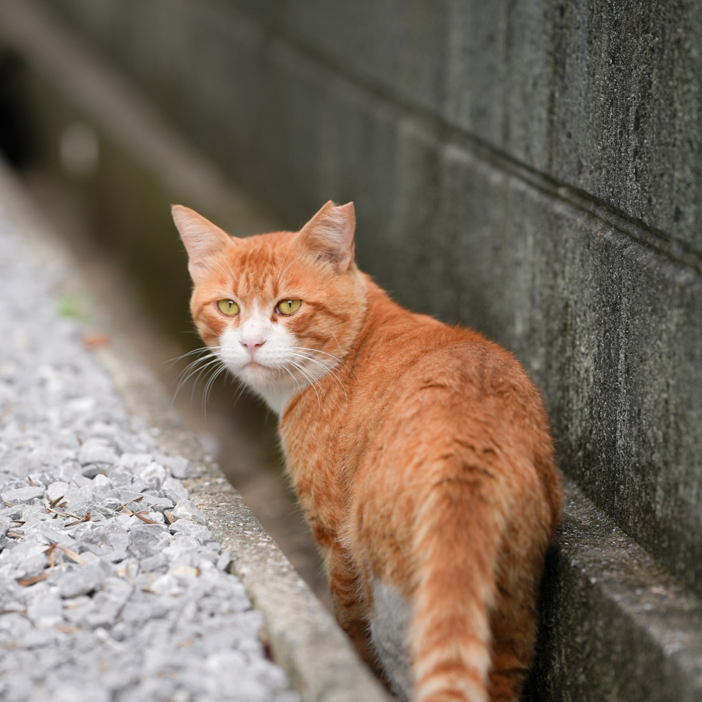 茶白猫振り返り