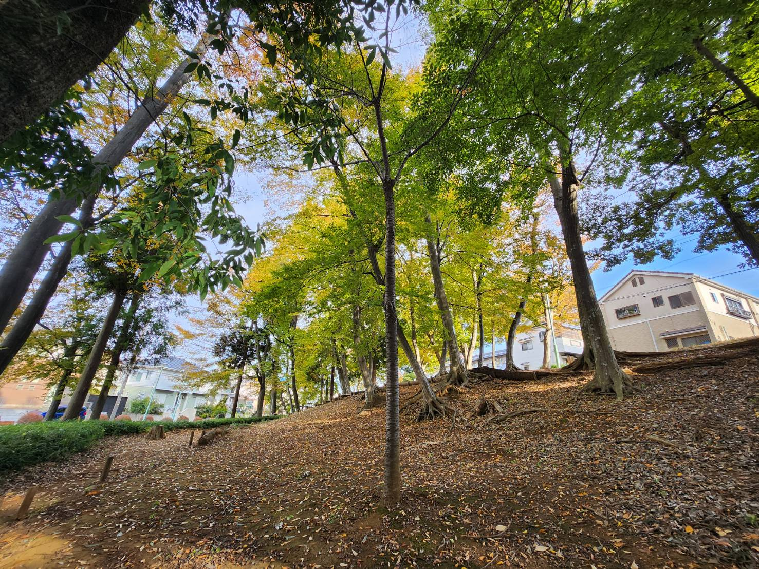 １１月１８日：カブトムシとのお別れの画像