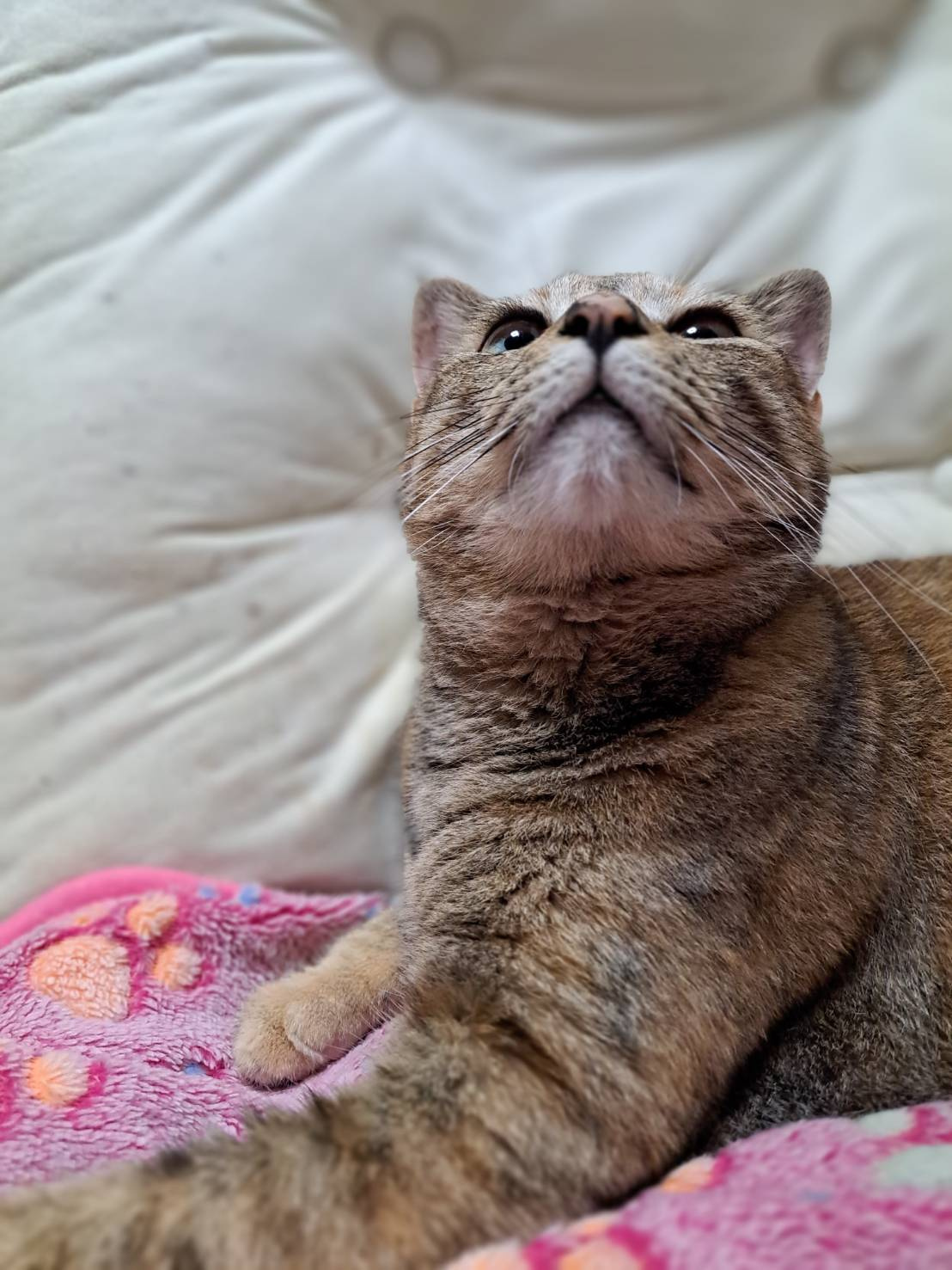 本日のネコ♪の画像