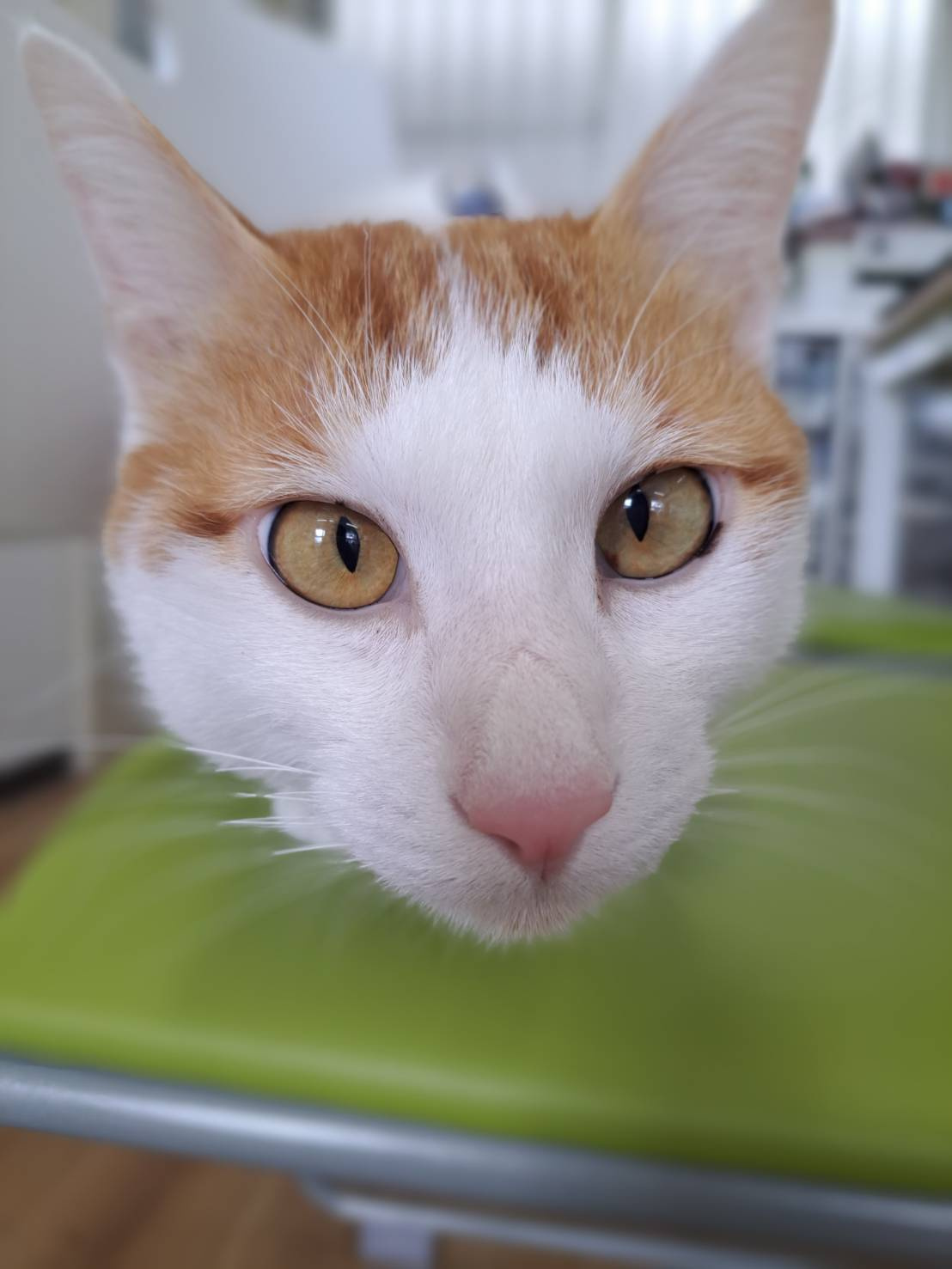 今日のネコ♪の画像