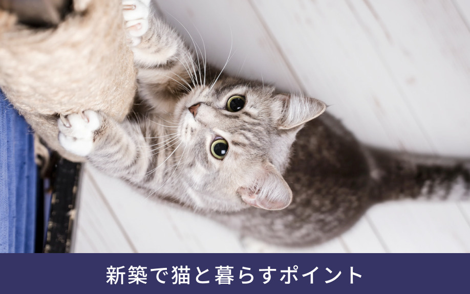 新築で猫と暮らすポイント
