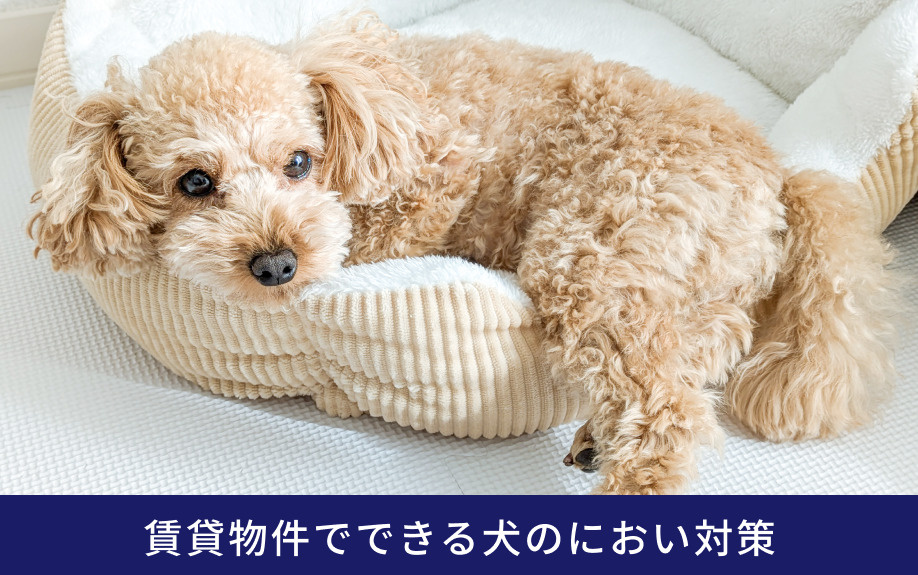 賃貸物件でできる犬のにおい対策