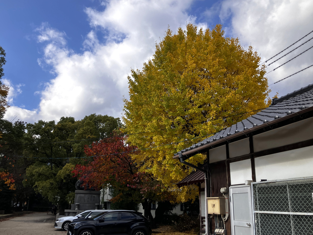 イチョウの画像