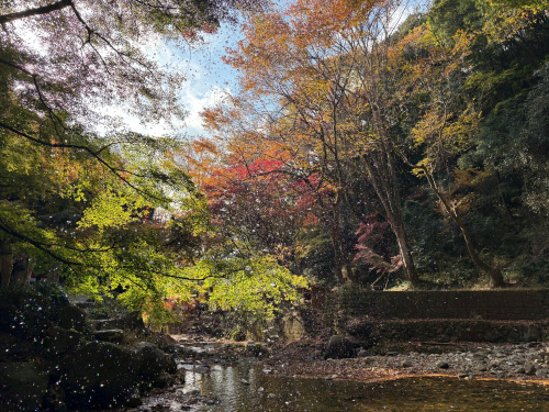 紅葉が見頃です♪の画像