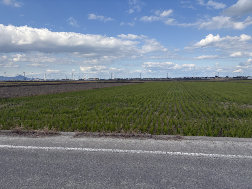 【西条市】広がる空と田んぼのまちで感じる、ゆったりとした時間の画像